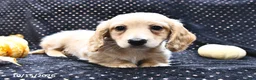 Miniature Dachshund dogs for sale: Caramel  - Ad 2