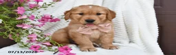 Golden Retriever dogs for sale: Cuddles - Ad 5