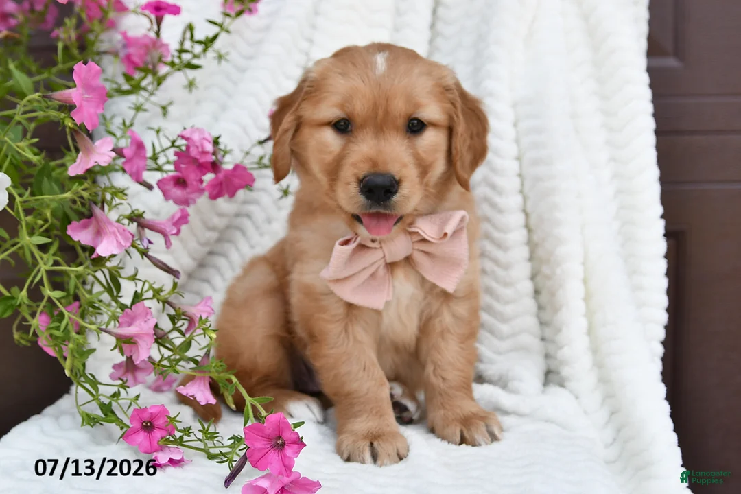 Golden Retriever dogs for sale: Cuddles - Ad 5