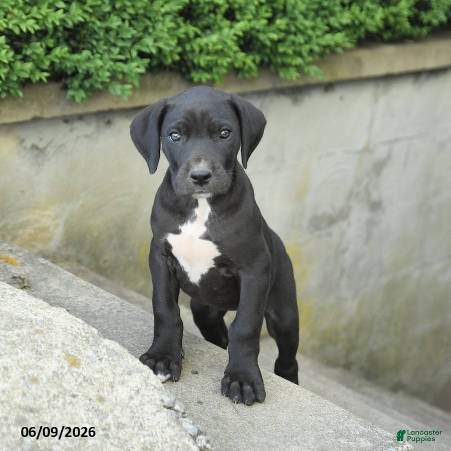 Great Dane dogs Gloria - Ad 1