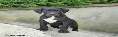 Gloria