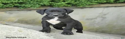Great Dane dogs for sale: Gloria - Ad 1
