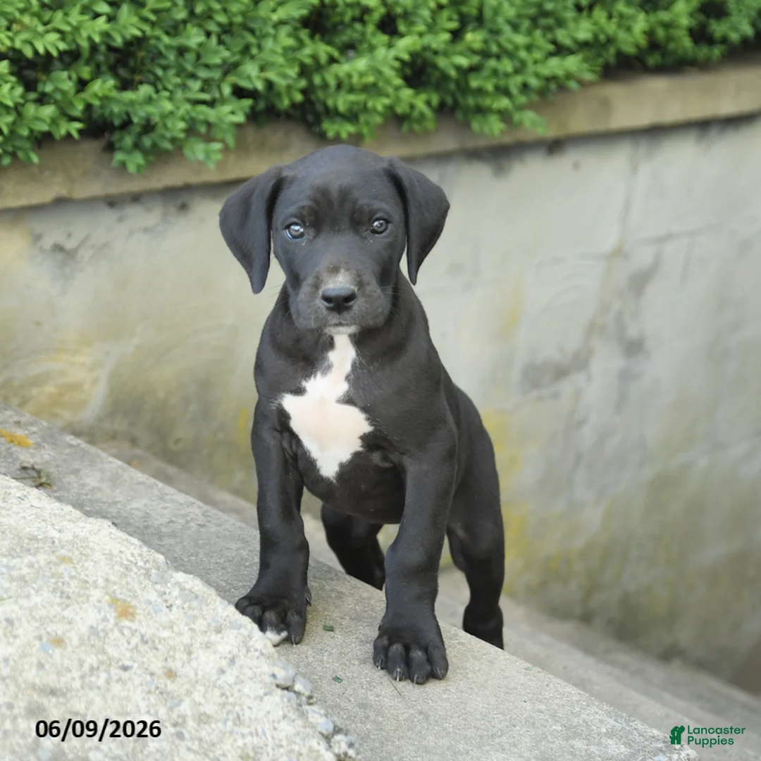 Great Dane dogs for sale: Gloria - Ad 1