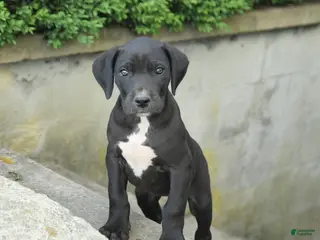 Great Dane dogs for sale: Gloria - Ad 2