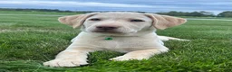 Labrador Retriever dogs for sale: Honey - Ad 25