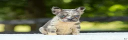 French Bulldog dogs for sale: Lisa - Ad 3
