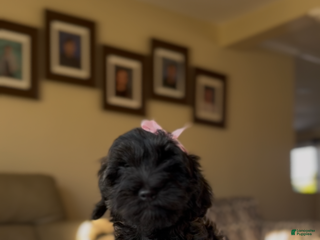 Yorkiepoo dogs - Ad 20