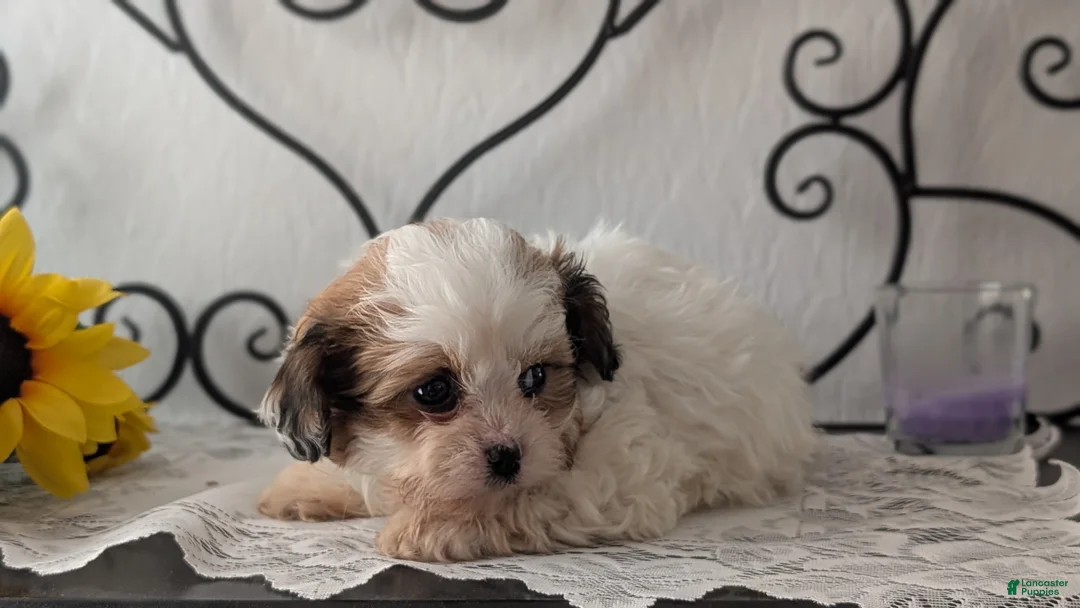 Teddy Bear dogs for sale: Gemma  - Ad 7