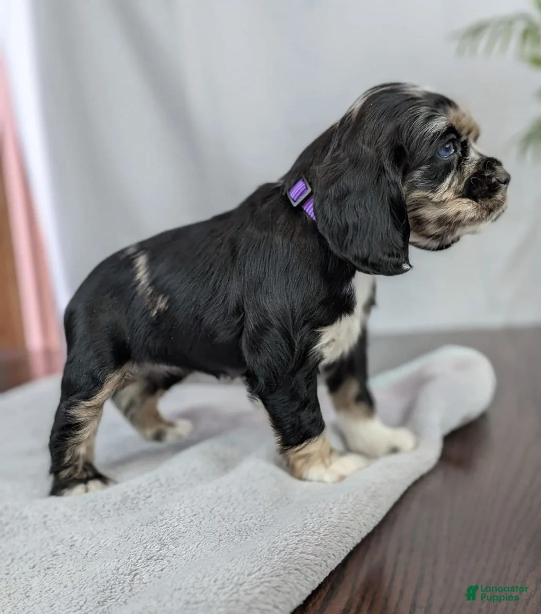 Cocker Spaniel dogs for sale: Cocker Spaniel Puppy 4 - Ad 11