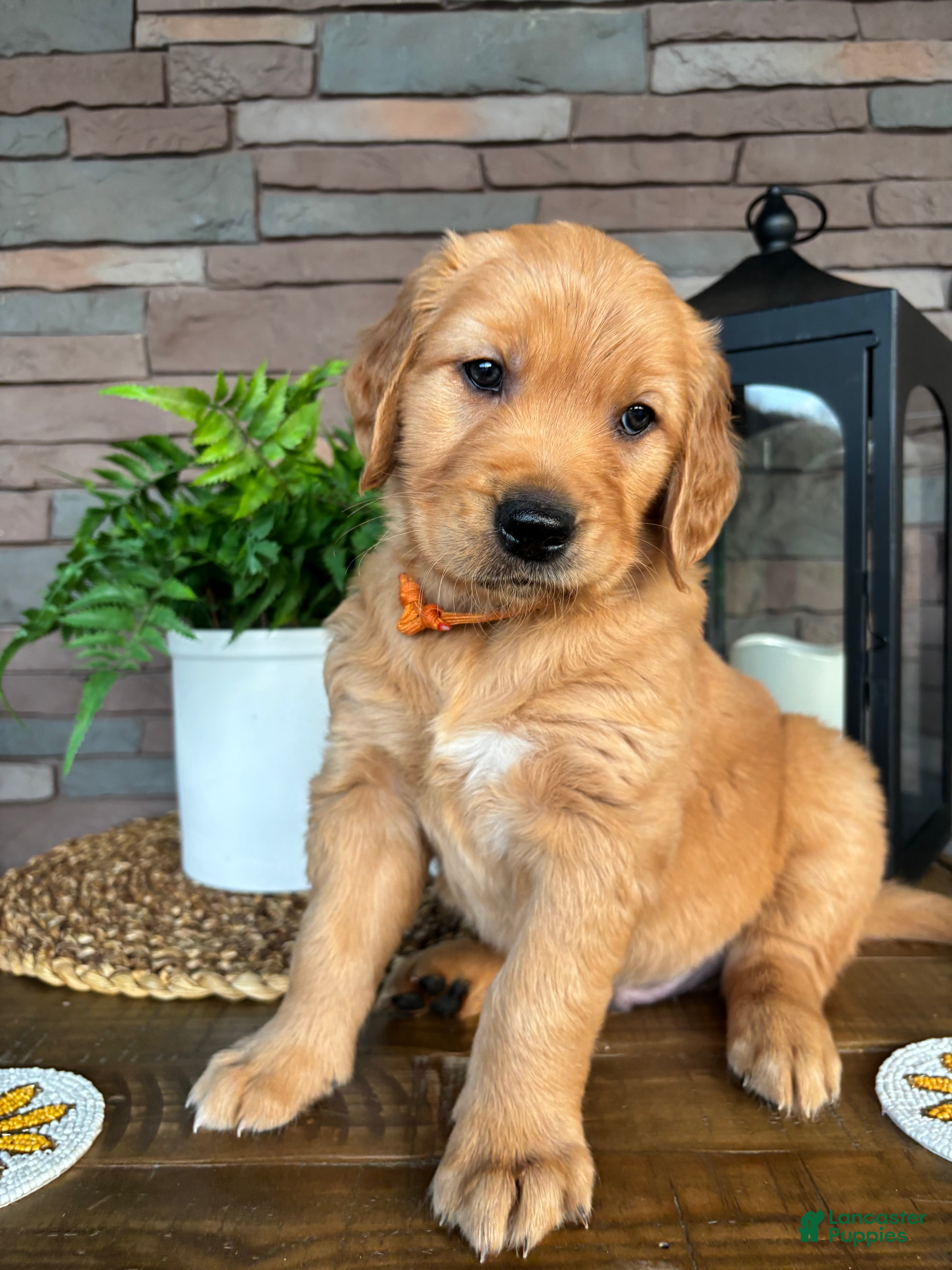 Golden Retriever dogs Golden Retriever Puppy 2 "ORANGE" - Ad 26