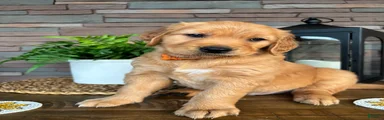Golden Retriever Puppy 2 "ORANGE"