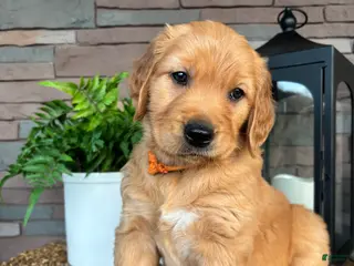 Golden Retriever dogs Golden Retriever Puppy 2 "ORANGE" - Ad 17