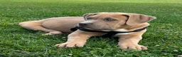 American Bully dogs for sale: KANO - Ad 3