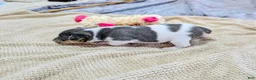 Rat Terrier dogs for sale: Freddy - Mini Rat - Ad 5
