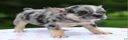 Mixed Breed dogs for sale: Cindy merle and tan  - Ad 8
