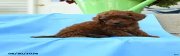 Toy Poodle dogs for sale: Franklin - Ad 3