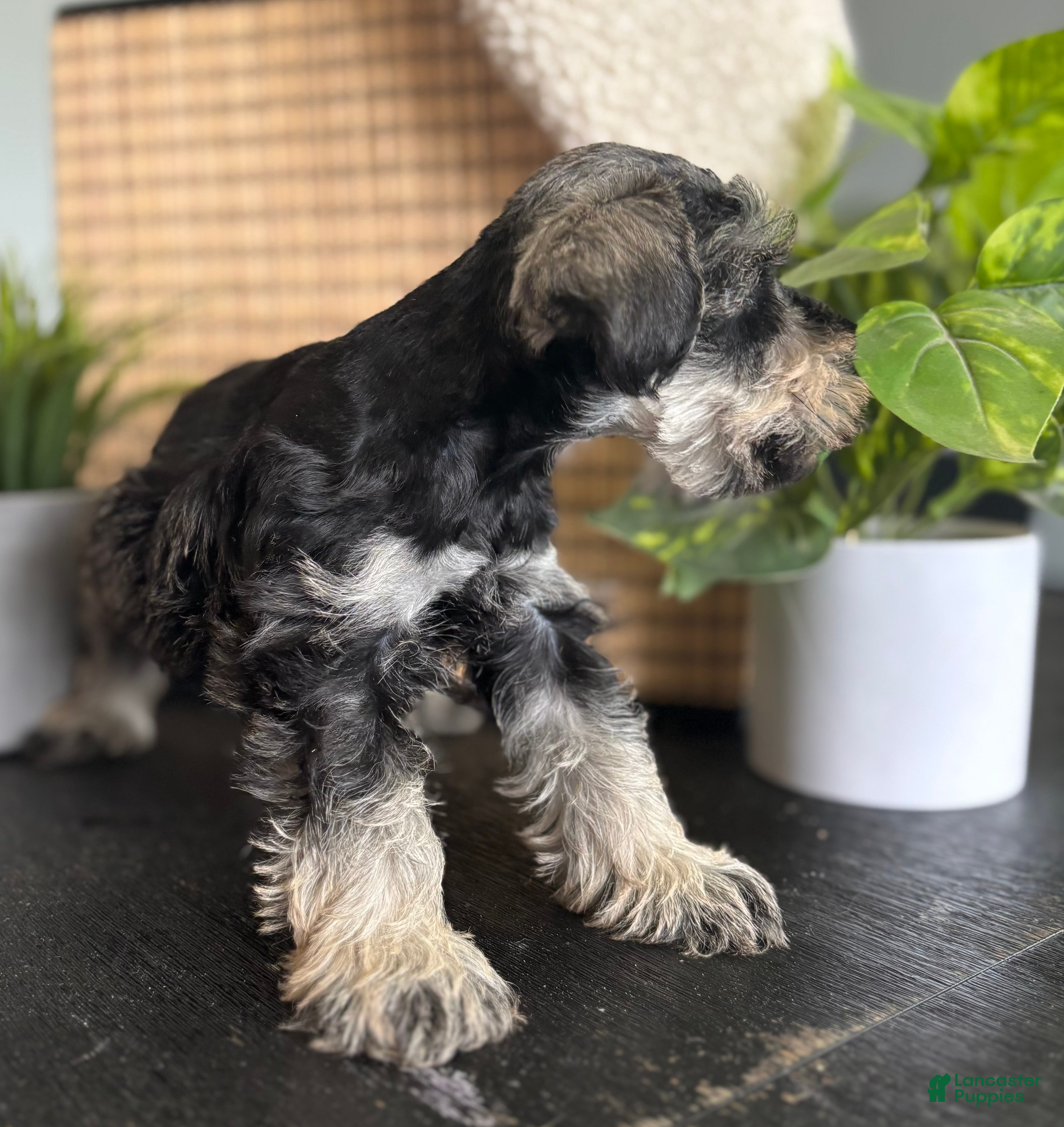 Miniature Schnauzer dogs Max - Ad 2