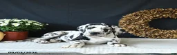 Great Dane dogs for sale: Easton - Ad 5