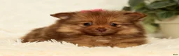 Pomeranian dogs for sale: Nutmeg - Ad 4