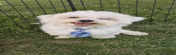 Maltese dogs for sale: Dakota  - Ad 3