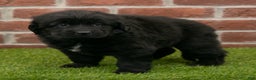 Newfoundland dogs for sale: Jewel - Ad 2