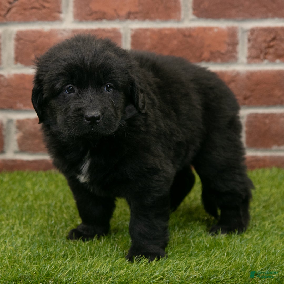 Newfoundland dogs for sale: Jewel - Ad 2