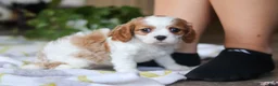 Cavalier King Charles Spaniel dogs for sale: Willow - Ad 4
