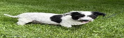 Havapoo dogs for sale: Austin - Ad 4