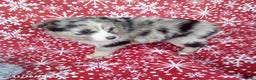 Miniature Australian Shepherd dogs for sale: Candy - Ad 3