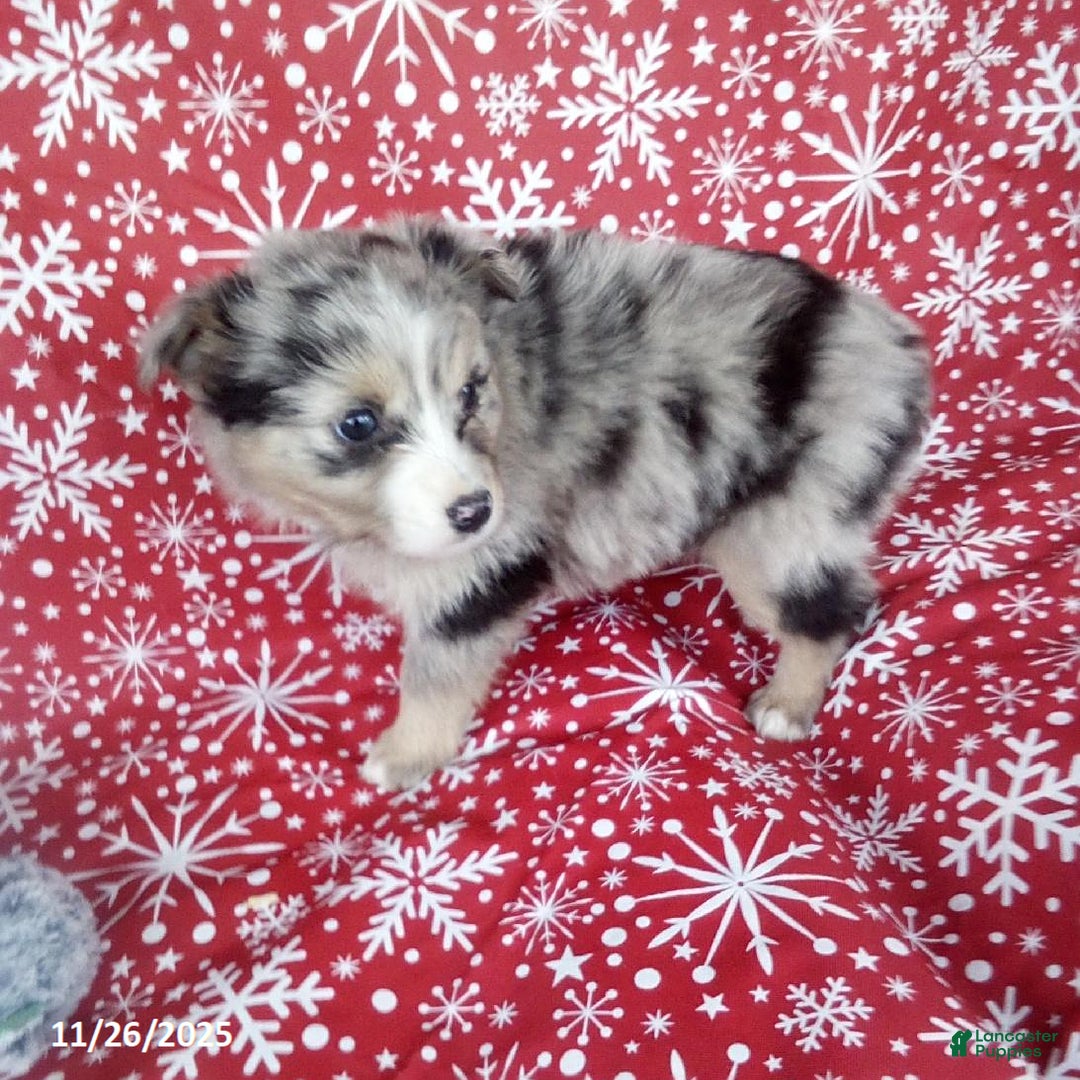 Miniature Australian Shepherd dogs for sale: Candy - Ad 3