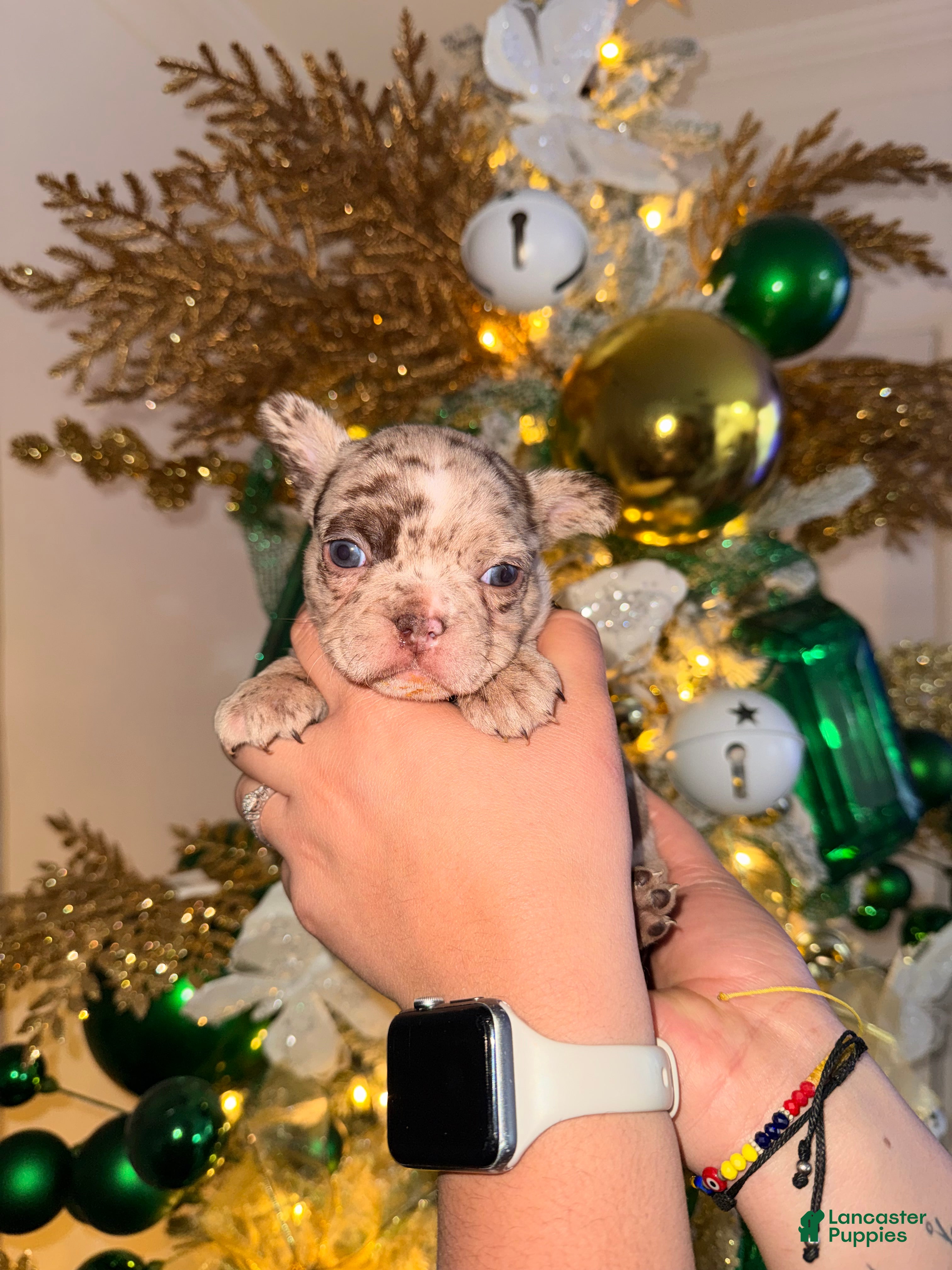 French Bulldog dogs French Bulldog Puppy 4 - Ad 4