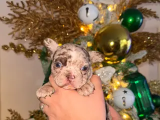 French Bulldog dogs French Bulldog Puppy 4 - Ad 1