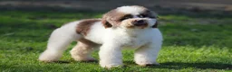 Mixed Breed dogs for sale: Male 1 - Ad 5