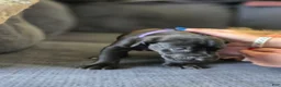 Mixed Breed dogs for sale: Purple - Ad 5