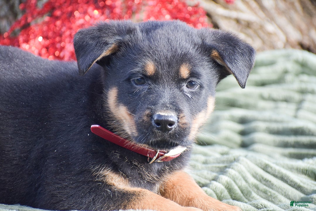 Mixed Breed dogs for sale: Annie - Ad 4