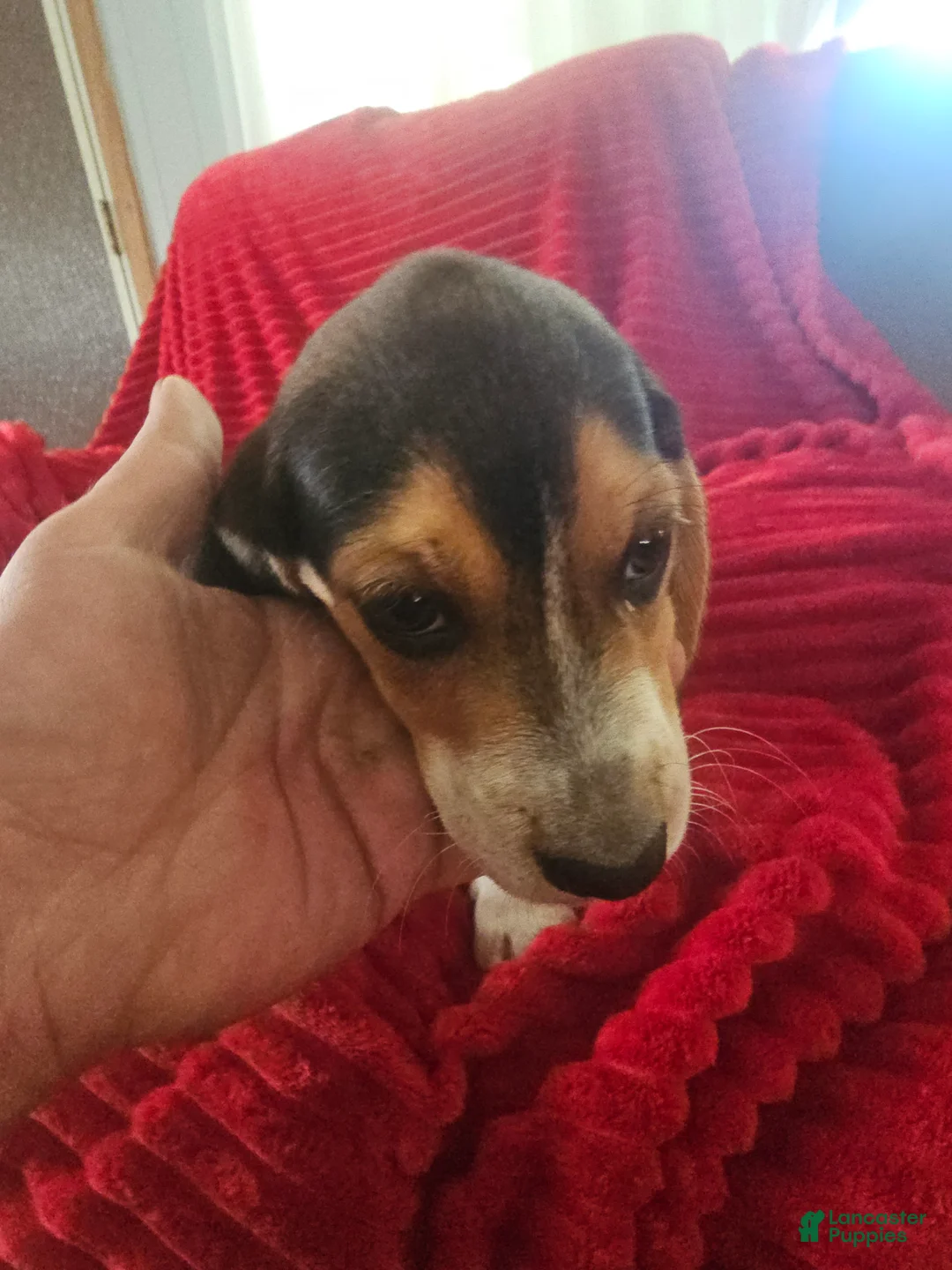 Beagle dogs for sale: Beagle 2 - Ad 2