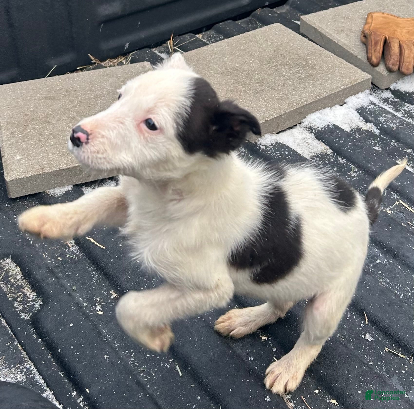 Border Collie dogs Border Collie Puppy 3 - Ad 2