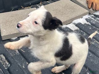 Border Collie dogs Border Collie Puppy 3 - Ad 2