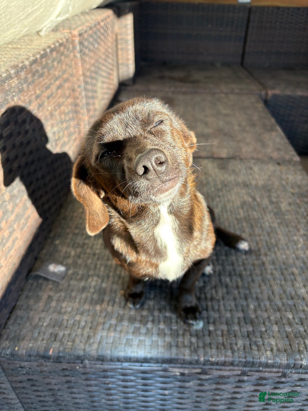 Mixed Breed dogs for sale: Mixed Breed Puppy 4 - Ad 5