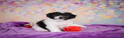Maltipoo dogs for sale: Voilet - Ad 5
