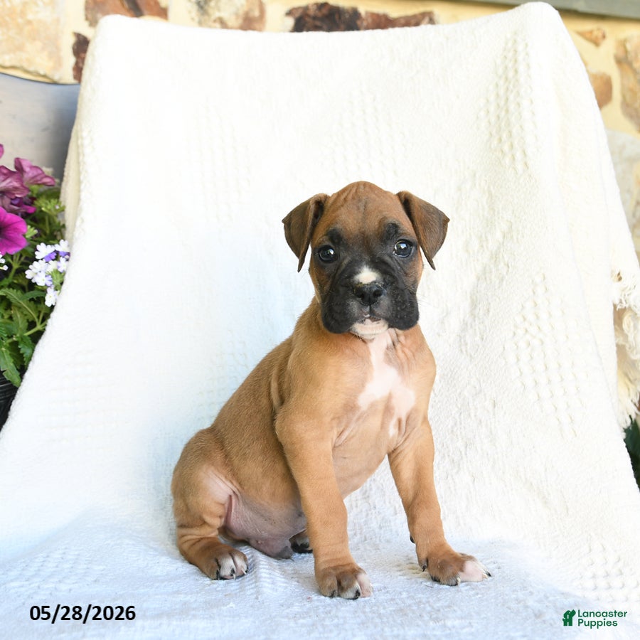 Boxer dogs Rambo - Ad 1