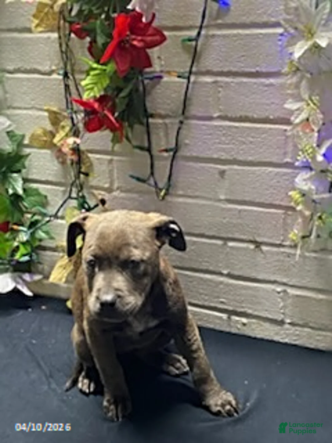 Mixed Breed dogs for sale: Miss Brown - Ad 17