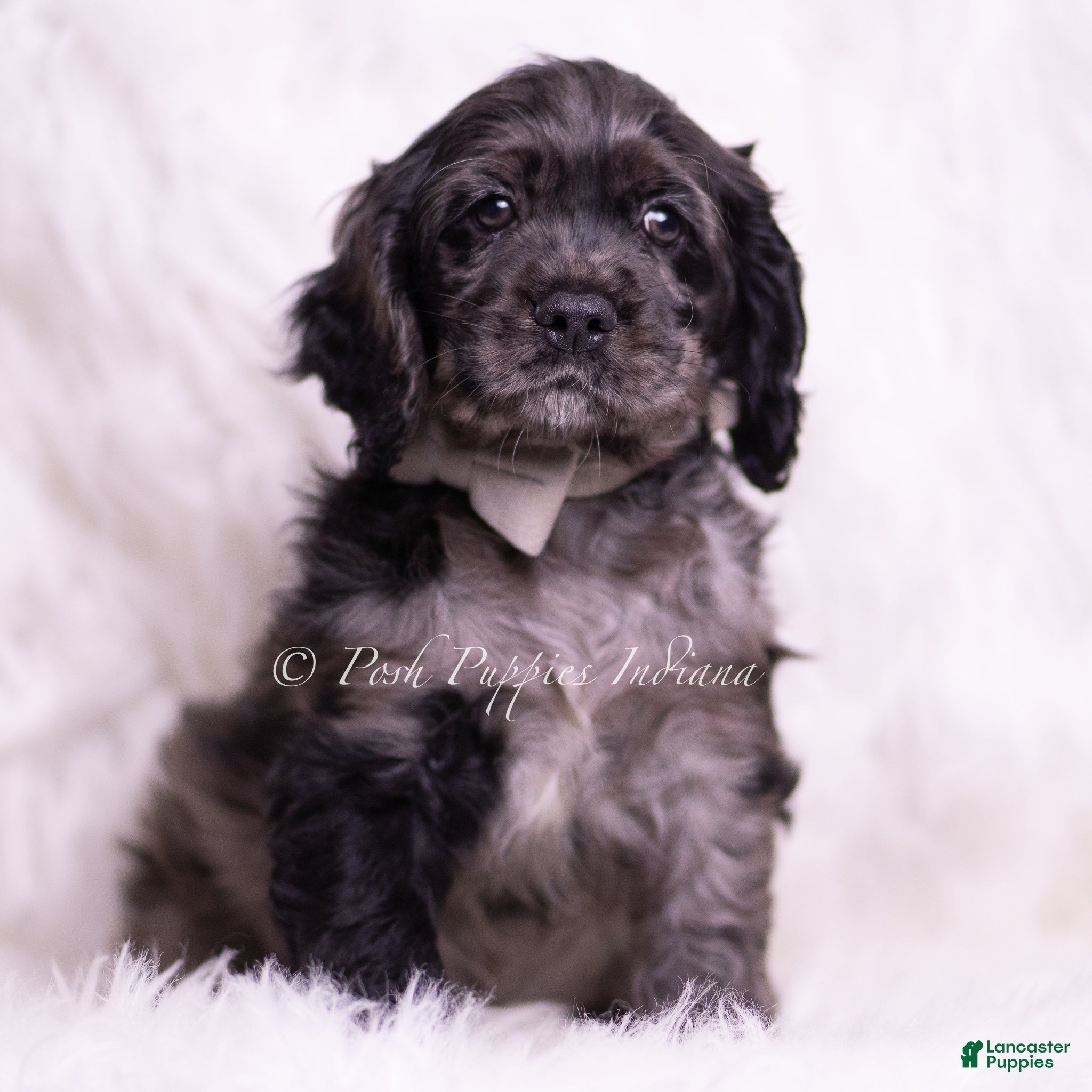 Cocker Spaniel dogs Picasso - Ad 23