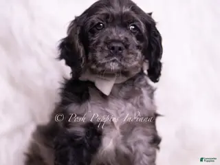 Cocker Spaniel dogs Picasso - Ad 23