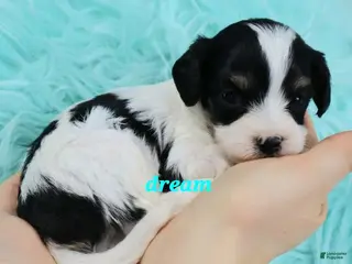 Cavapoo dogs Apollo - Ad 30