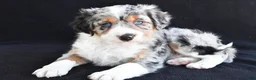 Mixed Breed dogs for sale: Austin - Ad 2