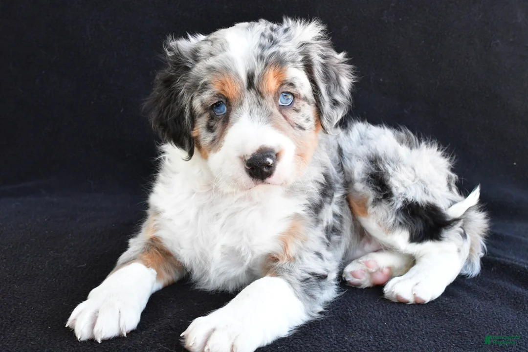 Mixed Breed dogs for sale: Austin - Ad 2