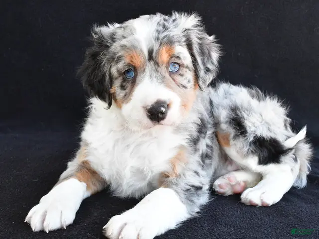 Mixed Breed dogs Austin - Ad 2