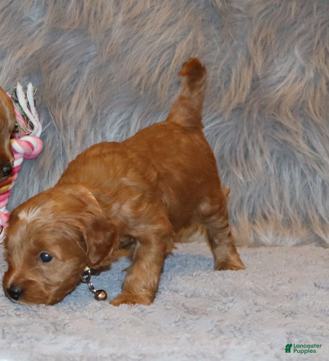 Mini Goldendoodle dogs for sale: Whitney 🌷👨‍👨‍👧‍👦💞🐕 - Ad 20