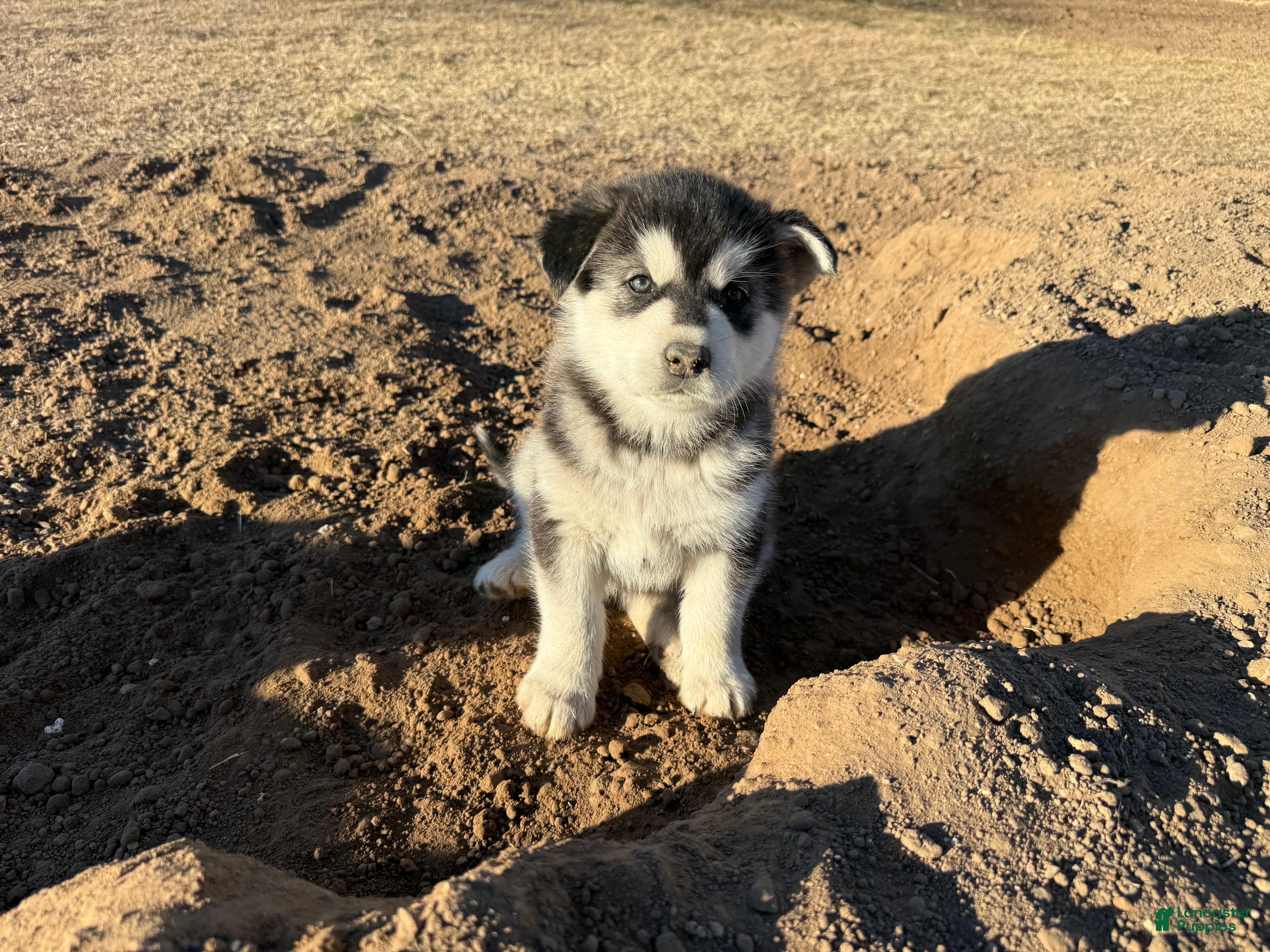 Alaskan Malamute dogs Alaskan Malamute Puppy 6 - Ad 9